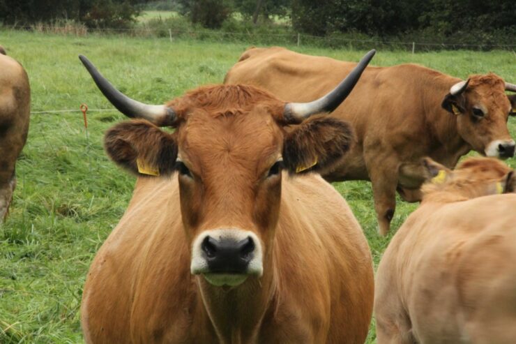 Rinder auf der Weide , Foto: Carsten Ertel