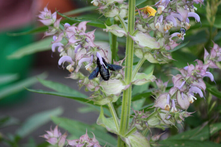 Insektenvielfalt1, Foto Marina Delzer (CC BY-NC-ND)