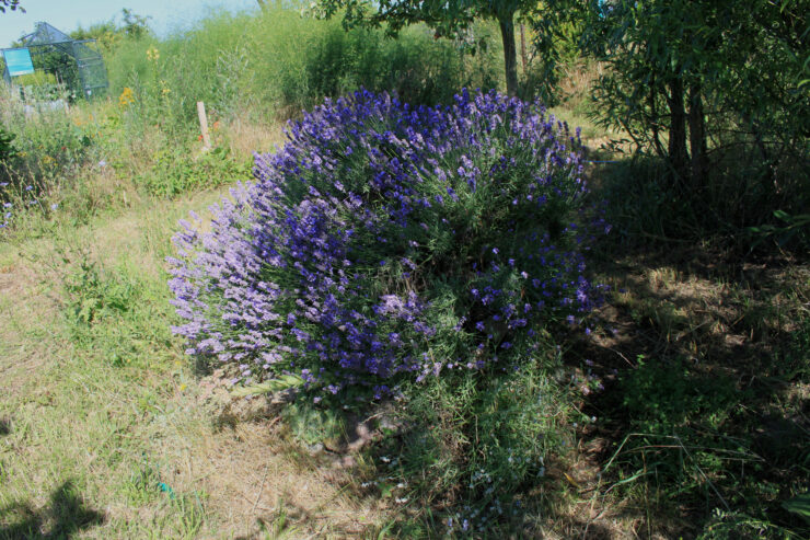 Lavendel, Foto Marina Delzer (CC BY-NC-ND)