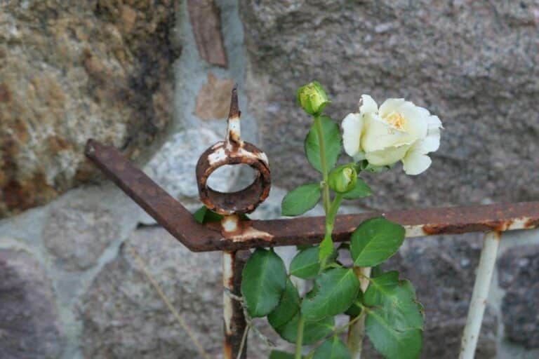 Rose im Garten, Foto Regina Klaus