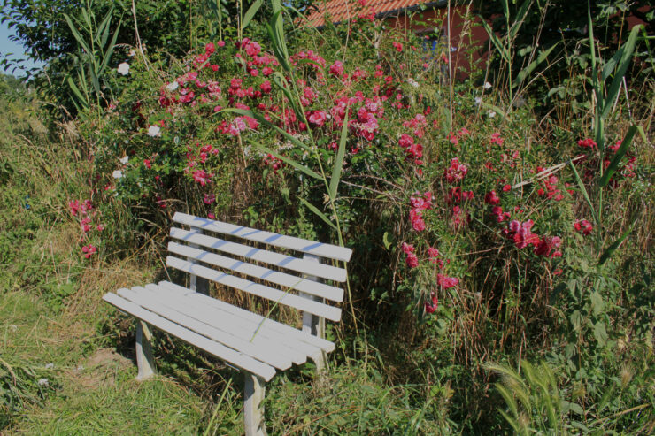 Sitzplatz an den Rosen, Foto Marina Delzer (CC BY-NC-ND)
